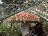 Amanita muscaria var. flavivolvata image