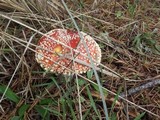 Amanita muscaria var. flavivolvata image