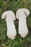 Amanita excelsa image