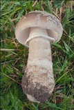 Amanita excelsa image