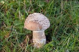 Amanita excelsa image
