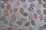 Amanita excelsa image