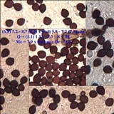 Coprinus cardiasporus image