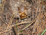 Amanita augusta image