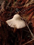 Alboleptonia adnatifolia image