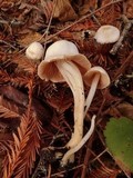 Alboleptonia adnatifolia image