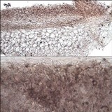 Coprinellus marculentus image