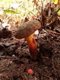 Boletus chrysenteron image