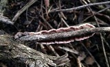 Xylobolus illudens image