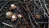 Geastrum floriforme image