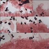 Psathyrella vinosofulva image