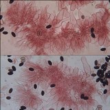 Psathyrella vinosofulva image