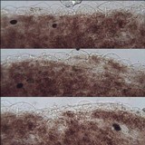 Psathyrella vinosofulva image