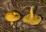 Suillus americanus image