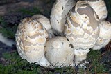 Coprinopsis variegata image