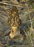 Morchella americana image