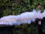 Exidiopsis effusa image