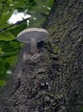 Hypsizygus ulmarius image