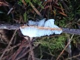 Exidiopsis effusa image