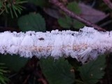 Exidiopsis effusa image