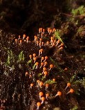 Trichia decipiens image