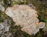 Daedalea quercina image