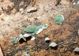Trichoderma viride image