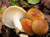 Hygrophorus roseobrunneus image