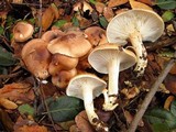 Hygrophorus roseobrunneus image