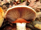 Cortinarius glutinosoarmillatus image