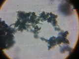 Trichoderma viride image