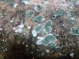 Trichoderma viride image