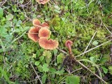 Laccaria lateritia image