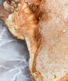 Ganoderma sessile image