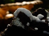 Ceratiomyxa fruticulosa var. fruticulosa image