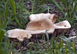 Melanoleuca verrucipes image