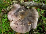Tricholoma griseoviolaceum image