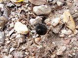 Coprinus xerophilus image
