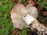 Tricholoma griseoviolaceum image