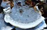 Bjerkandera adusta image