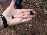 Coprinus xerophilus image