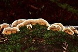 Bjerkandera adusta image