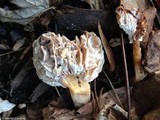Nectriopsis tubariicola image