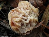 Nectriopsis tubariicola image