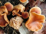 Nectriopsis tubariicola image