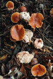 Nectriopsis tubariicola image