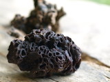 Wynnea sparassoides image