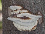 Fomitopsis mounceae image
