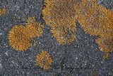 Xanthoria elegans image