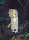 Hypomyces hyalinus image